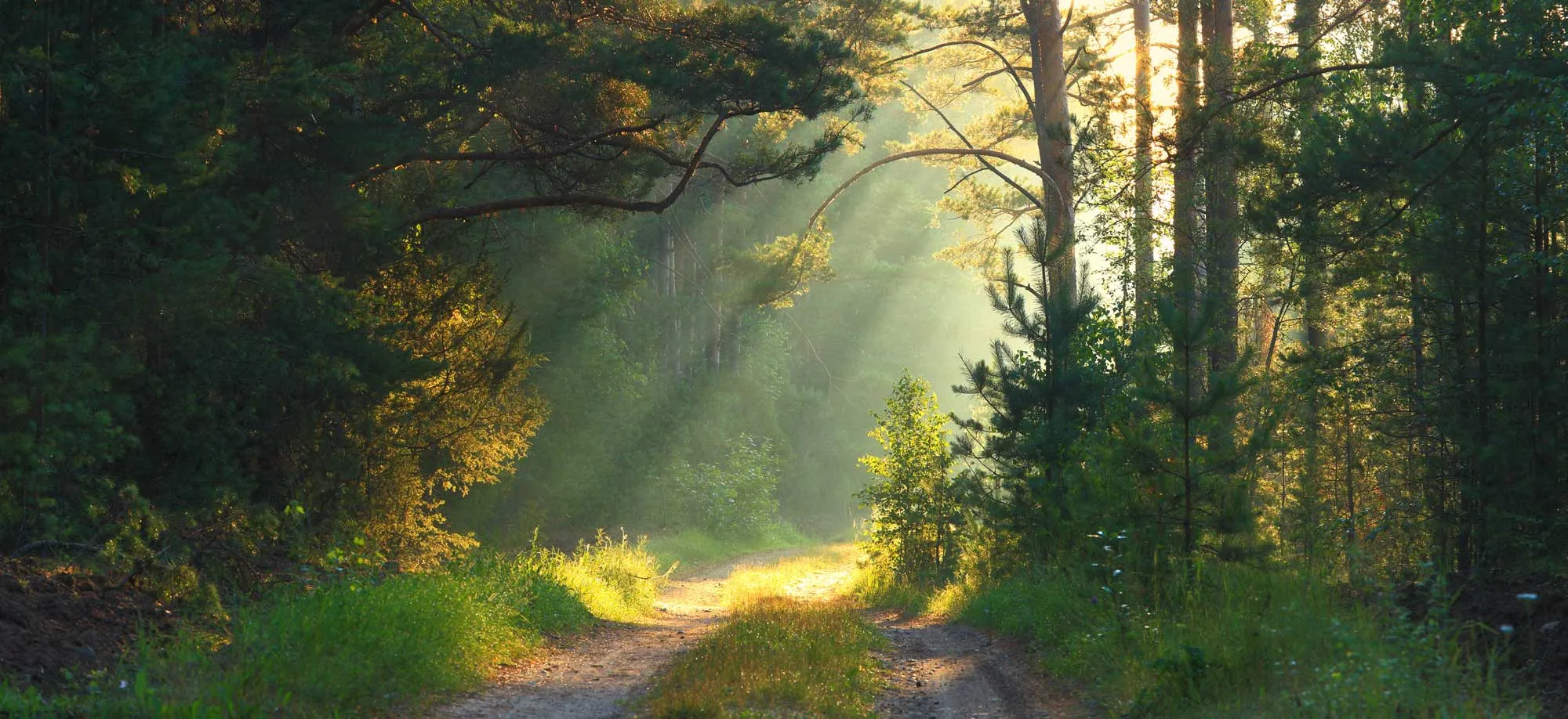 Sunlight streams through tall forest trees