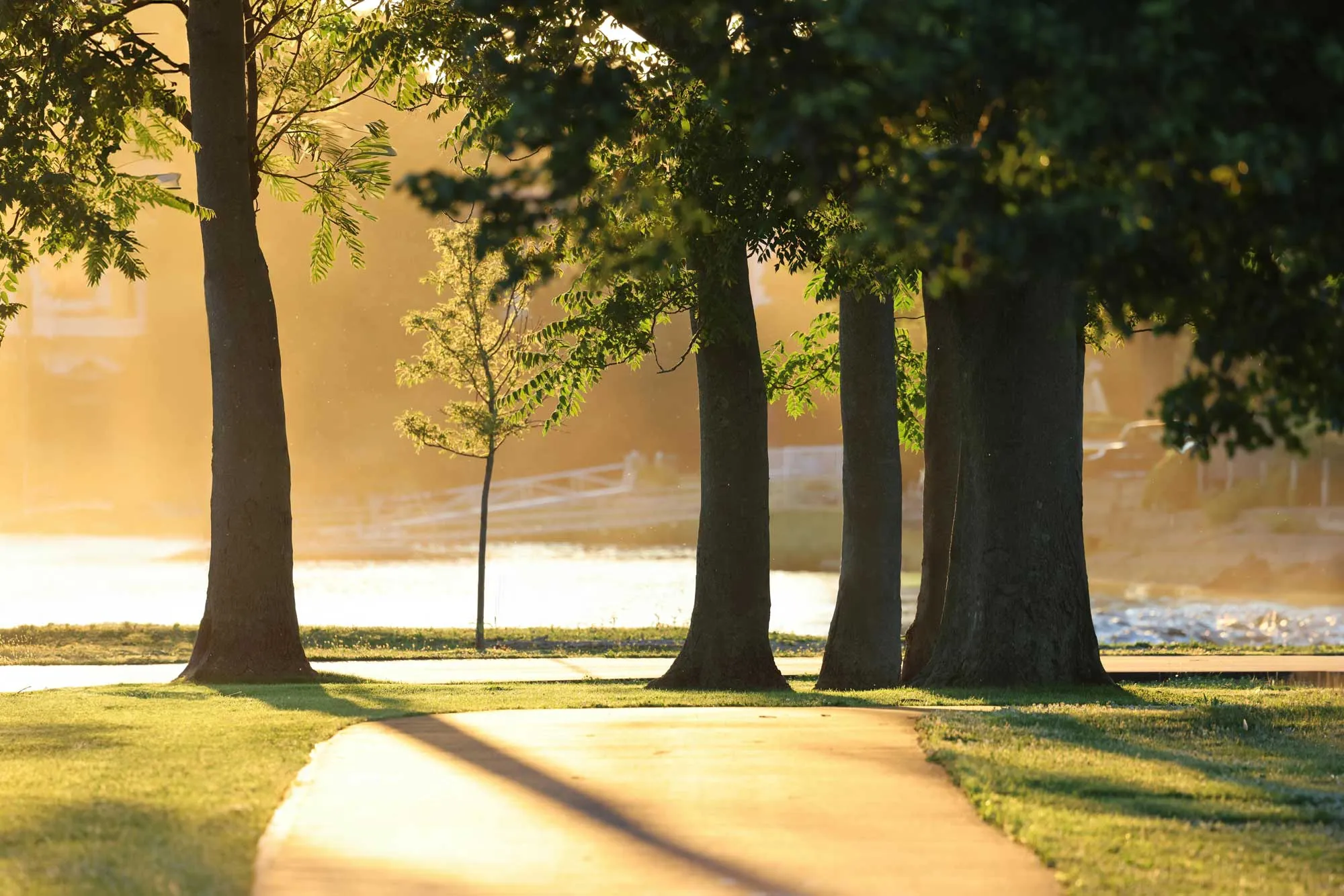 Golden sunlight in the park on the riverbank pexels david kanigan